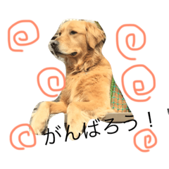 [LINEスタンプ] まめの犬