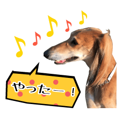 [LINEスタンプ] サルーキのザックスくんの日常の画像（メイン）