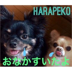 [LINEスタンプ] harusora