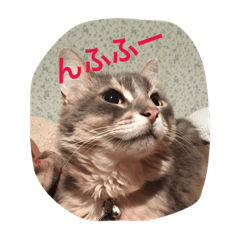 [LINEスタンプ] 毎日使える猫の基本会話 その2