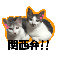 [LINEスタンプ] 関西弁ねこの日常