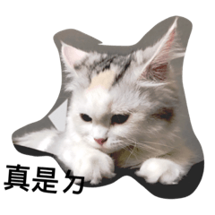 [LINEスタンプ] KIKO CAT