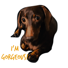 [LINEスタンプ] Proud Of The Long Doggie