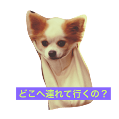 [LINEスタンプ] クーさんの日常の画像（メイン）