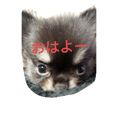 [LINEスタンプ] チワワのマロさんの画像（メイン）