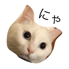 [LINEスタンプ] 高橋家のにゃんずの画像（メイン）