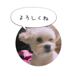 [LINEスタンプ] チワプーころたん