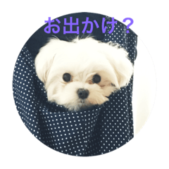 [LINEスタンプ] ウチのすずんこさん（マルチーズ犬）