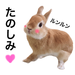 [LINEスタンプ] うさぎのムギンプ