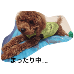 [LINEスタンプ] 愛犬★モコ