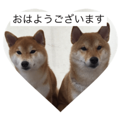 [LINEスタンプ] 柴犬葉月渚月日常会話スタンプの画像（メイン）