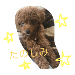 [LINEスタンプ] うちのこはく