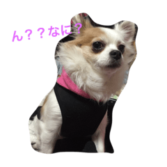 [LINEスタンプ] 愛犬達2の画像（メイン）