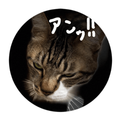 [LINEスタンプ] 何でしょうか？の画像（メイン）