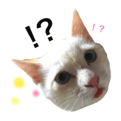 [LINEスタンプ] 猫のリリちゃんスタンプ