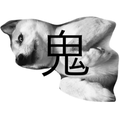 [LINEスタンプ] ShibaCauliflower