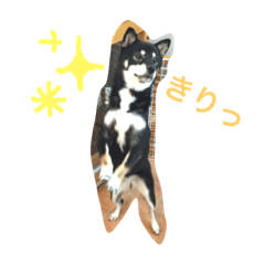 [LINEスタンプ] 愛犬まろしゅしゅ