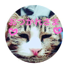 [LINEスタンプ] TAKAYAMA's Cat  stamp