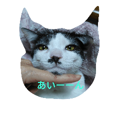 [LINEスタンプ] 猫ニャン