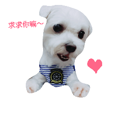 [LINEスタンプ] cat＆dog 1の画像（メイン）