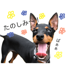 [LINEスタンプ] トイマンチェスターテリア : もぐ