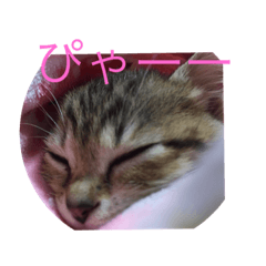 [LINEスタンプ] ごろちゃん