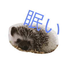 [LINEスタンプ] ハリネズミはり坊の画像（メイン）