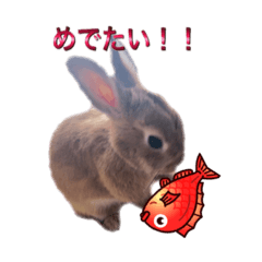 [LINEスタンプ] うさぎのモカDXパックの画像（メイン）