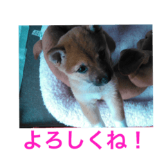 [LINEスタンプ] 仔犬の大福と仔犬のチクワ