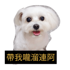 [LINEスタンプ] Dou Dou not dogの画像（メイン）