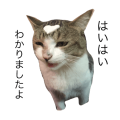 [LINEスタンプ] 松本さん家の猫さん