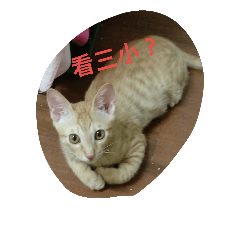 [LINEスタンプ] gy cat