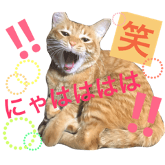 [LINEスタンプ] ねこのきぶん*の画像（メイン）