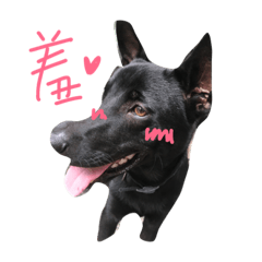 [LINEスタンプ] A Black dog