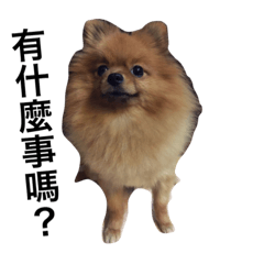 [LINEスタンプ] Cute Pomeranian Hana Dog