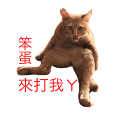 [LINEスタンプ] angry angry catの画像（メイン）