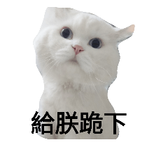 [LINEスタンプ] Do You See My Cat？