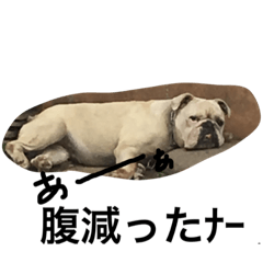 [LINEスタンプ] burudesuga nanikashira？の画像（メイン）