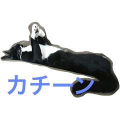 [LINEスタンプ] くつしたねこ ❤️ちゃこるゅの画像（メイン）