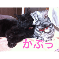 [LINEスタンプ] うちの猫 2匹のアメショーの画像（メイン）