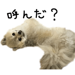 [LINEスタンプ] キネクト犬の日常1の画像（メイン）