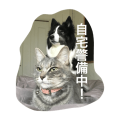 [LINEスタンプ] ボーダーコリーと猫のいる生活