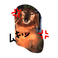 [LINEスタンプ] じょん太郎