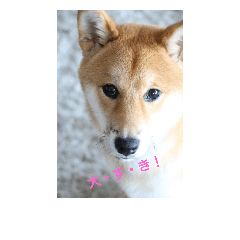 [LINEスタンプ] 柴犬りゅう3