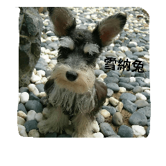 [LINEスタンプ] Cocodog so cuteの画像（メイン）