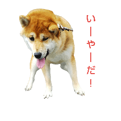 [LINEスタンプ] 柴犬くうた