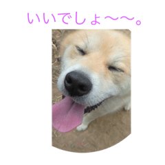 [LINEスタンプ] 和み犬の画像（メイン）