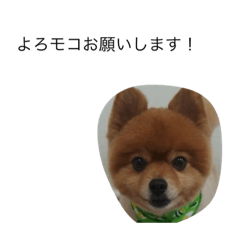 [LINEスタンプ] モコポメさんの画像（メイン）