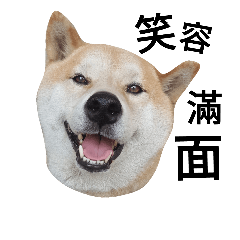 [LINEスタンプ] My name is Shiba