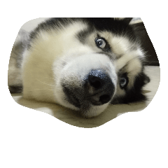 [LINEスタンプ] my lovely husky